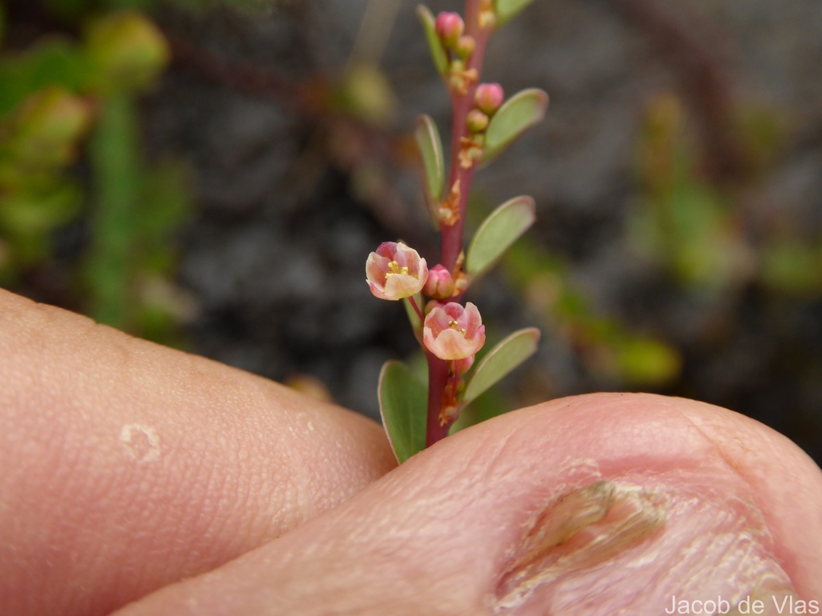 Phyllanthus gardnerianus (Wight) Baill.